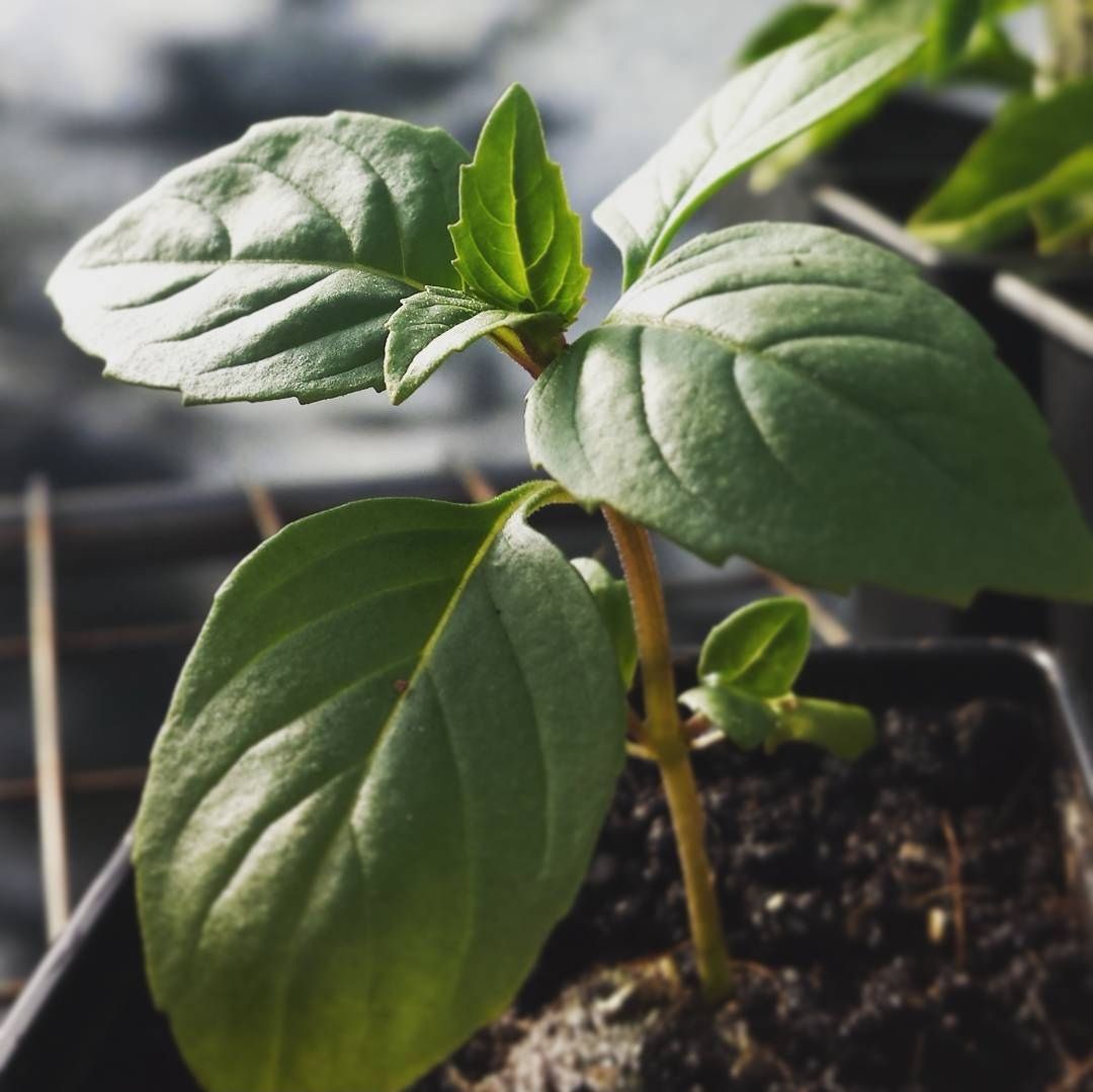 Basil, Cinnamon Seeds