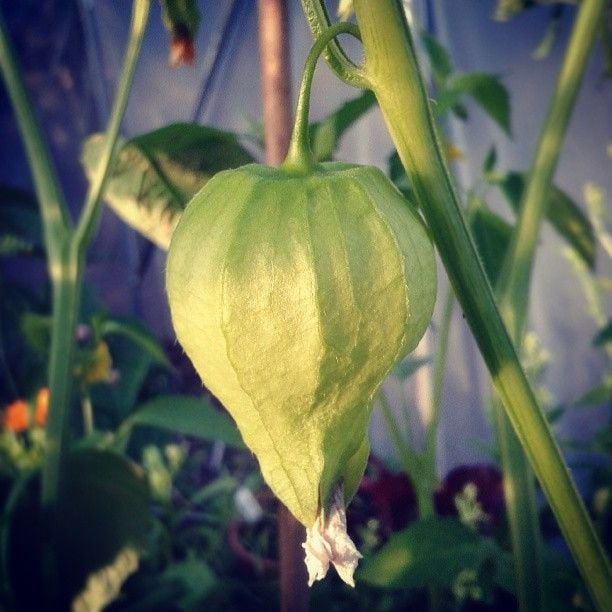 Tomatillo, Purple Seeds *New For 2024/2025*