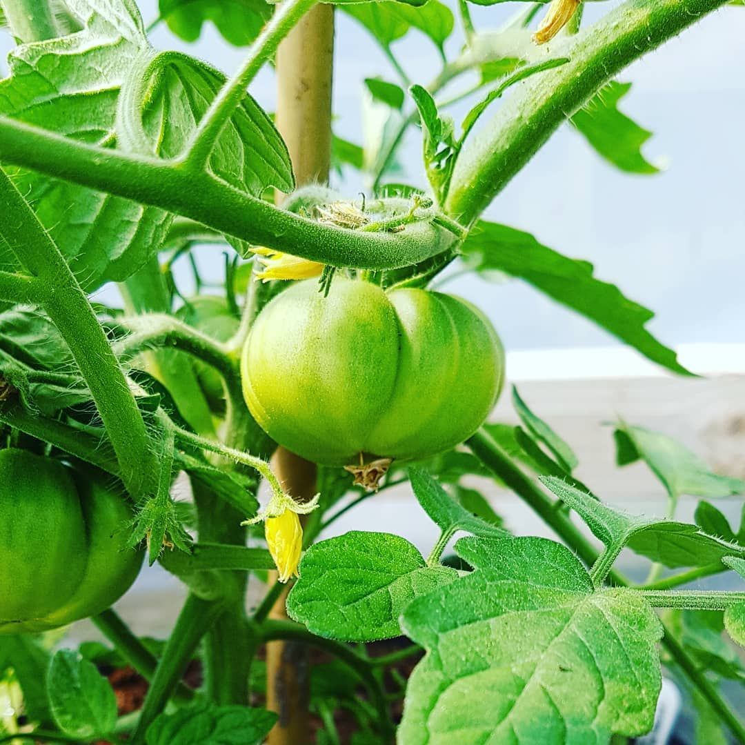 Tomato 'Super Marmande' Seeds