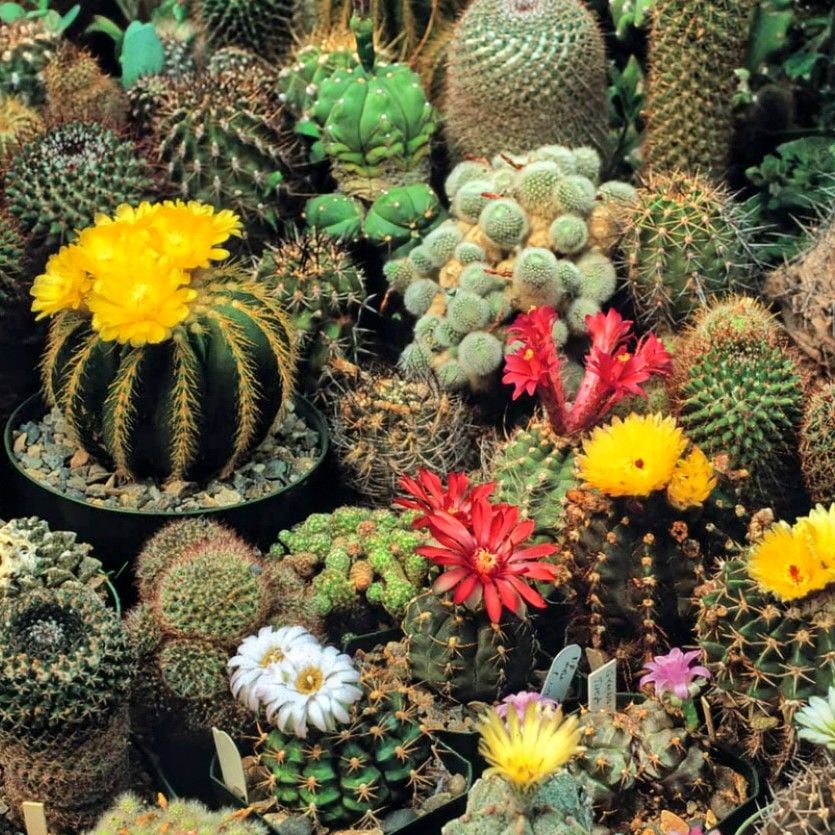 Cactus 'Crown Mix' Seeds