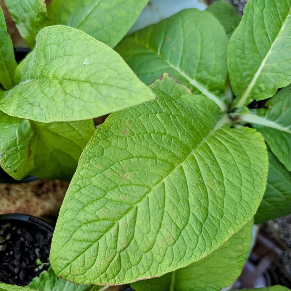 Comfrey Plant