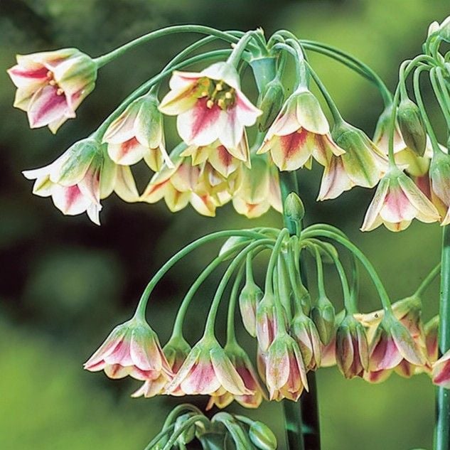 Nectaroscordum Siculum Plant