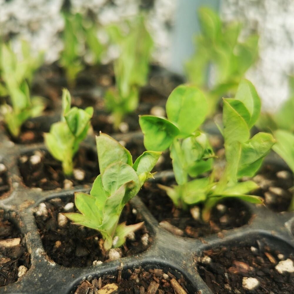 Grown to Order Plants