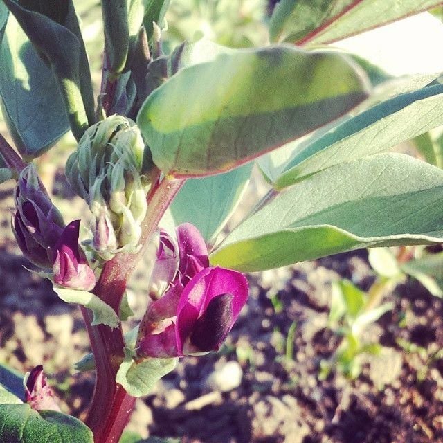 Broad Bean 'Crimson Flowered' Plug Plants (Grown to Order)