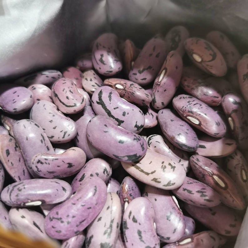 Runner Bean 'Enorma' Plug Plants (Grown to Order)