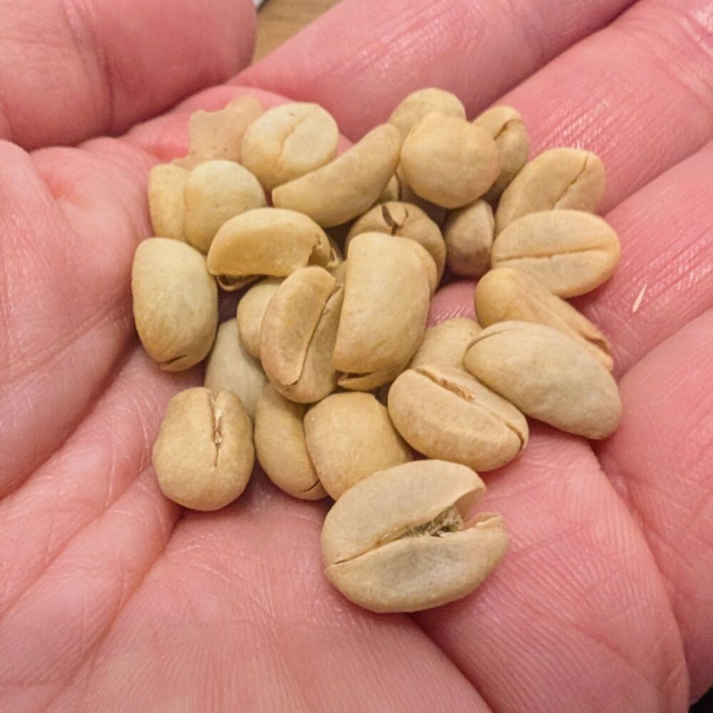 Coffee 'Arabica' Seeds