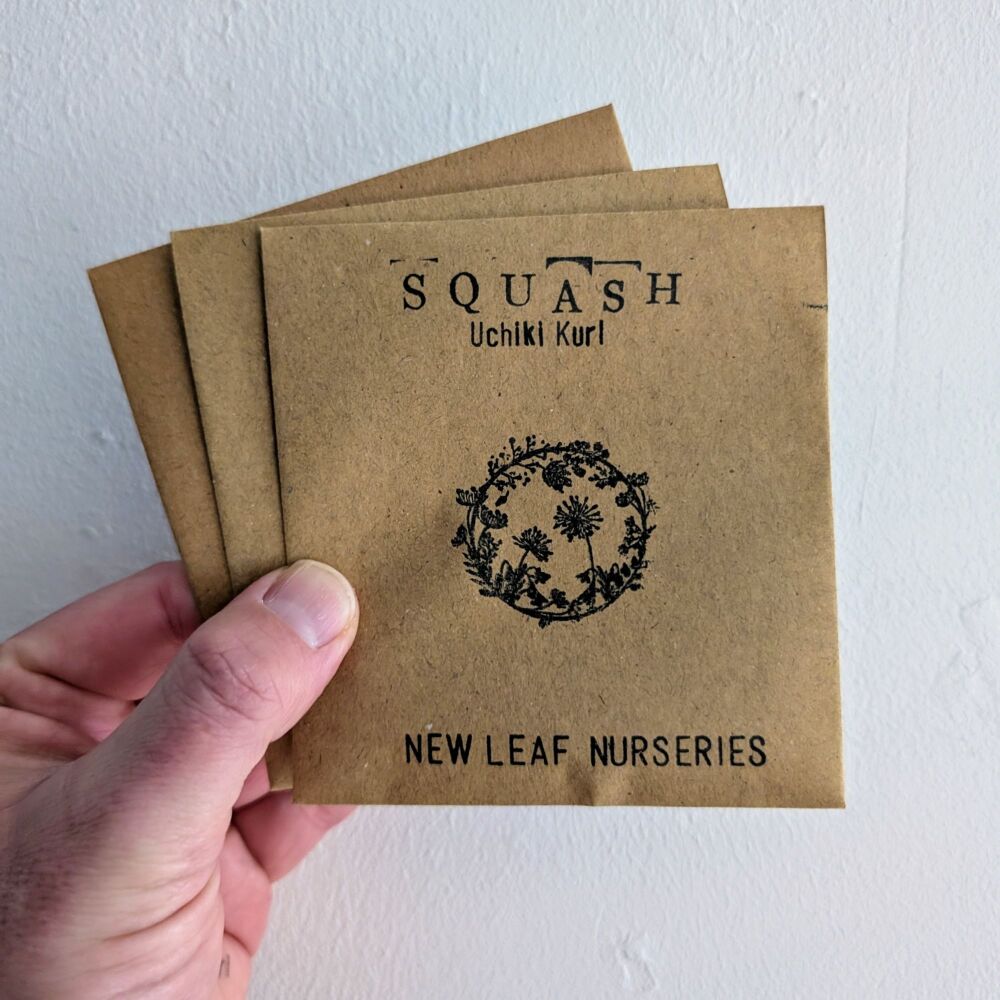Squash 'Uchiki Kuri' Seeds