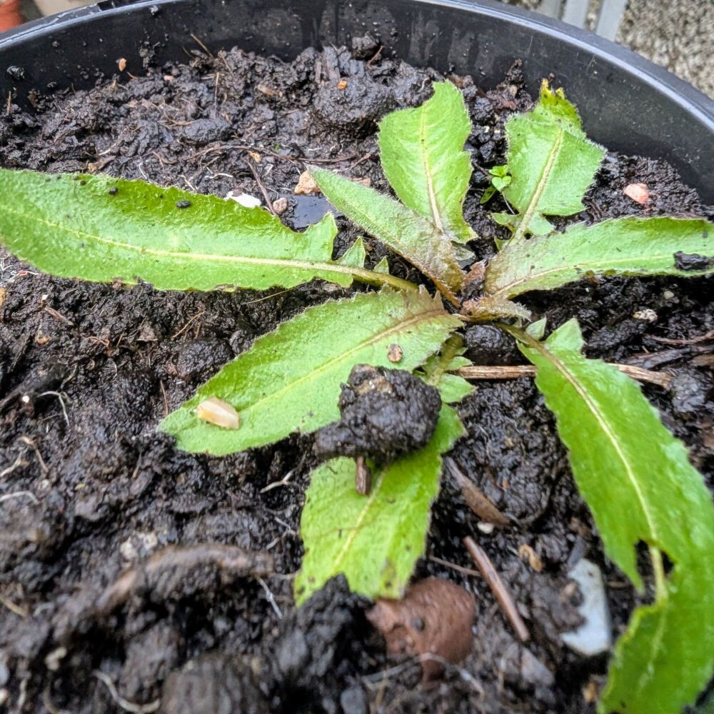 Rocket, Turkish Plant