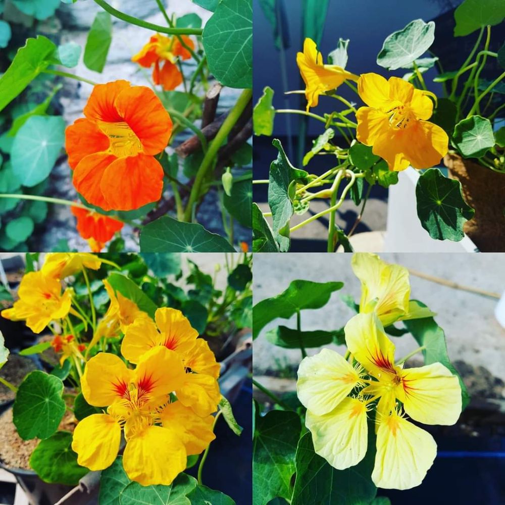 Annuals