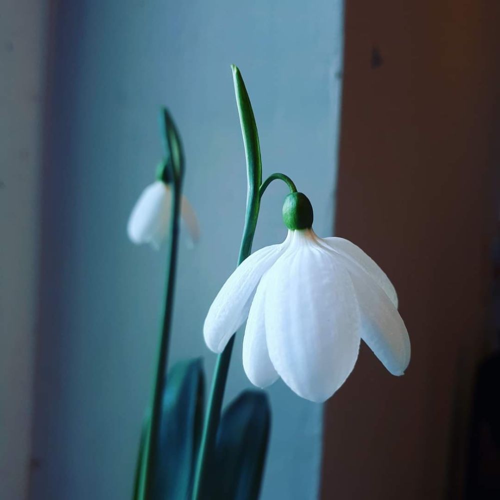 Bulbs and Tubers