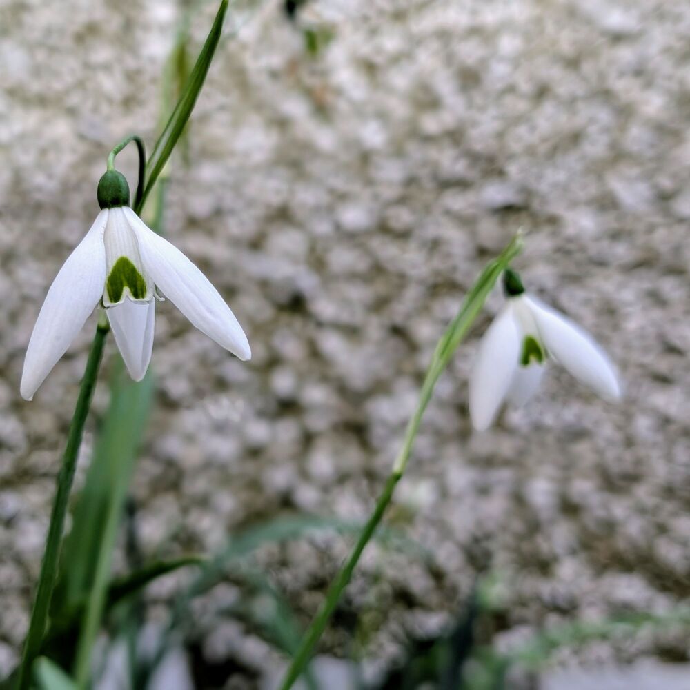 Galanthus 'Fly Fishing'