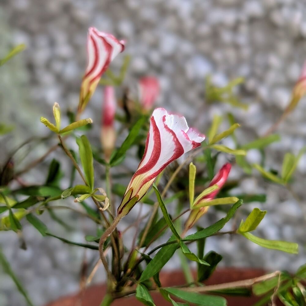 Oxalis Versicolor Bulbs