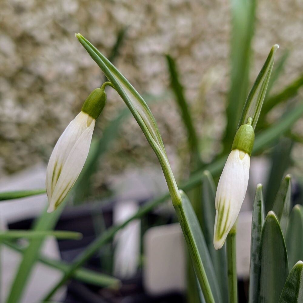 Galanthus 'Kildare'