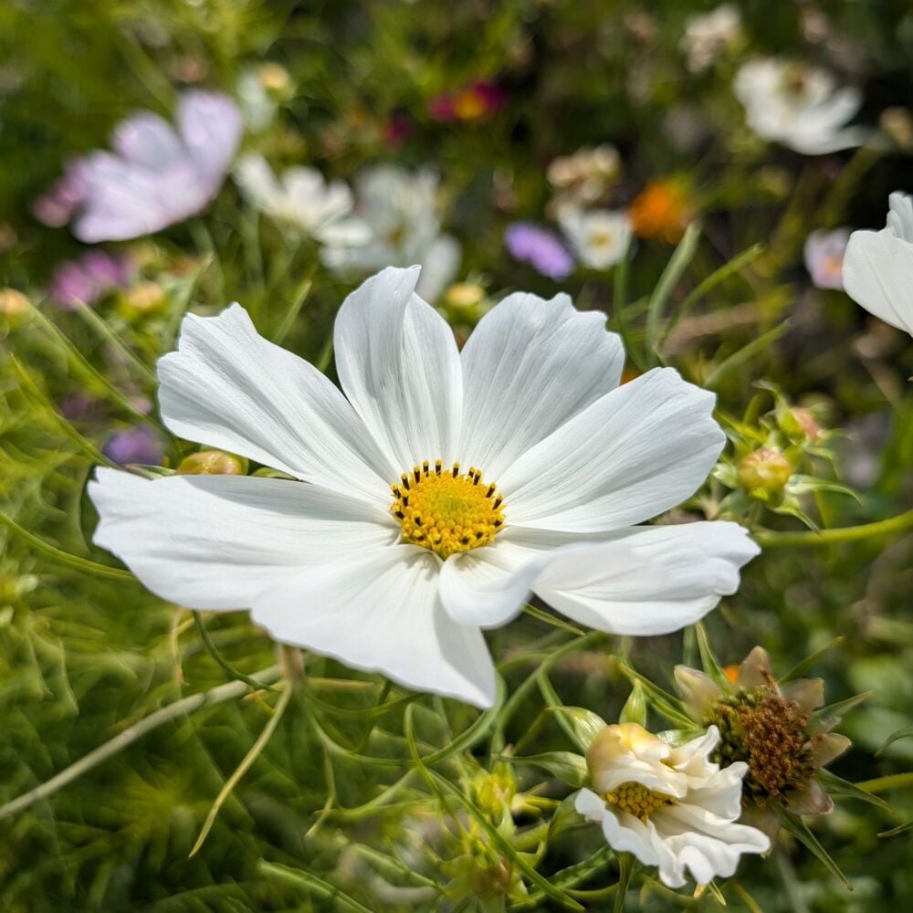 Cosmos 'Purity' Seeds