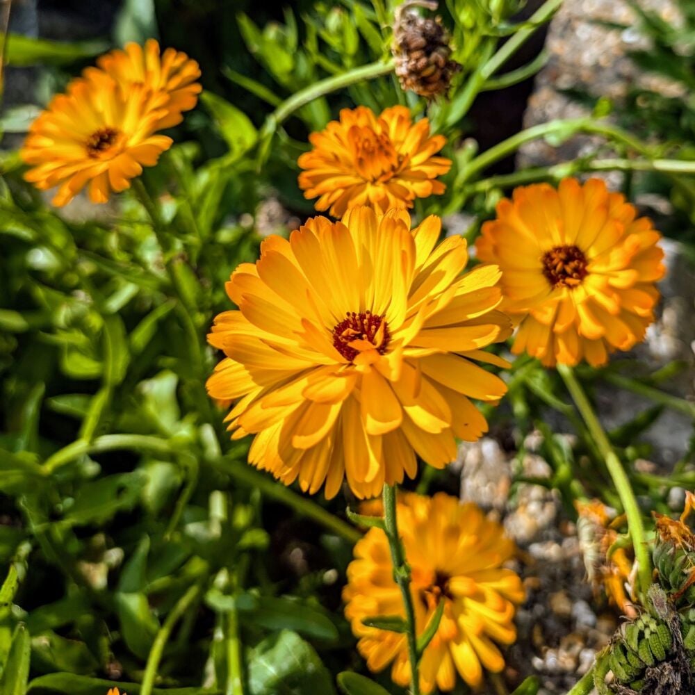 Pot Marigold Seeds (Organically Grown)