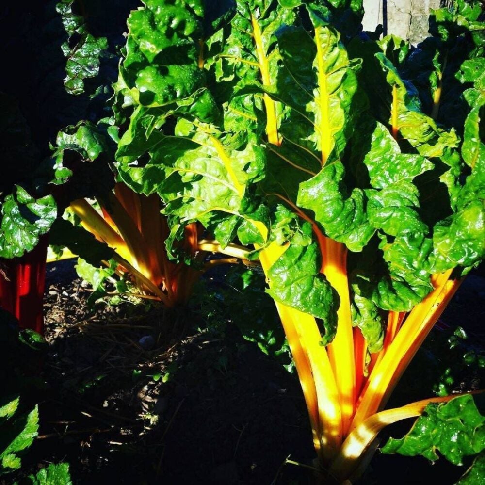 Chard, Mixed Plant