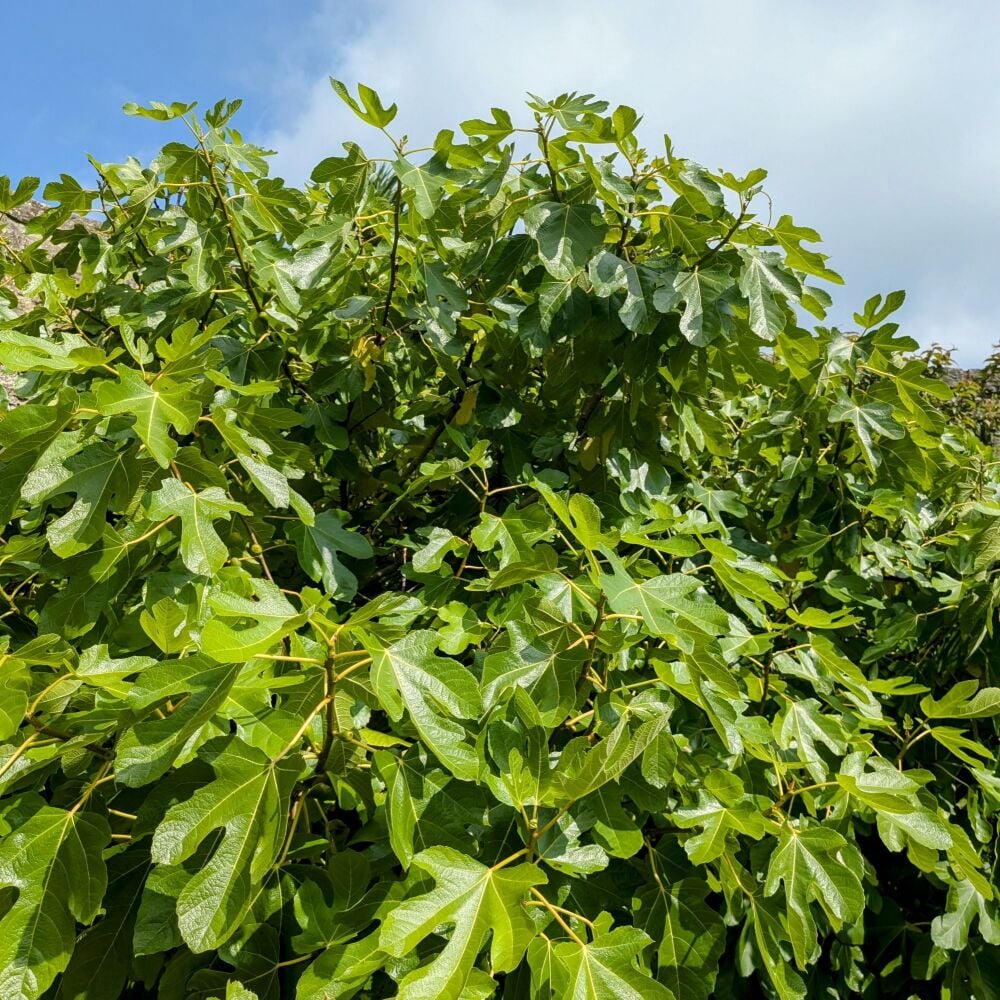 Fig 'White Marseilles' Plant (Pre-Order)