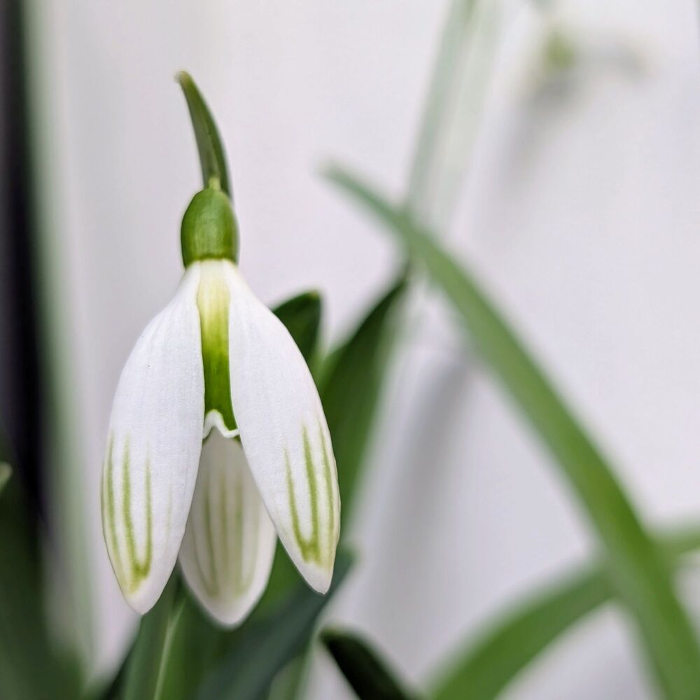 Galanthus 'Kildare'