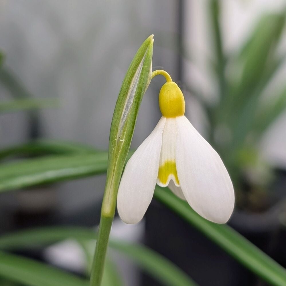 Galanthus 'Spindlestone Surprise'