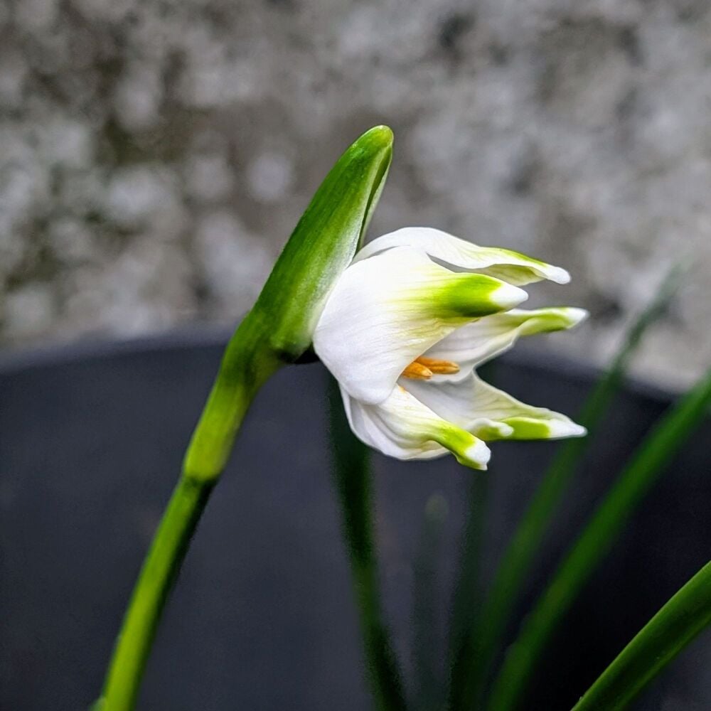 Leucojum vernum 'Green Lantern'