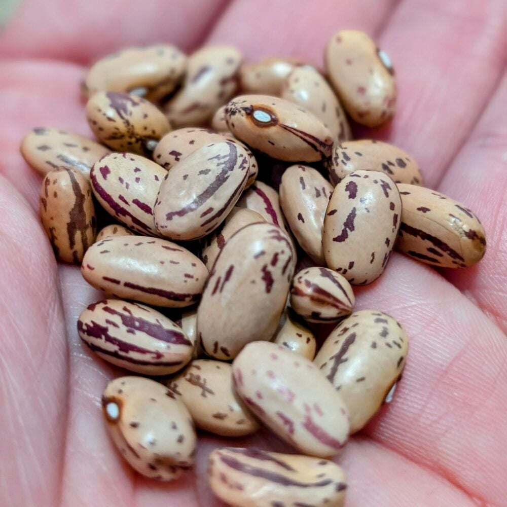 Borlotti Bean, Dwarf Seeds