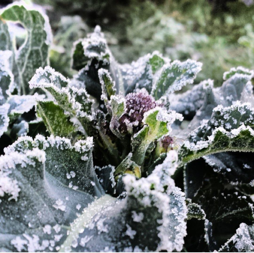 Broccoli 'Early Purple Sprouting' Seeds