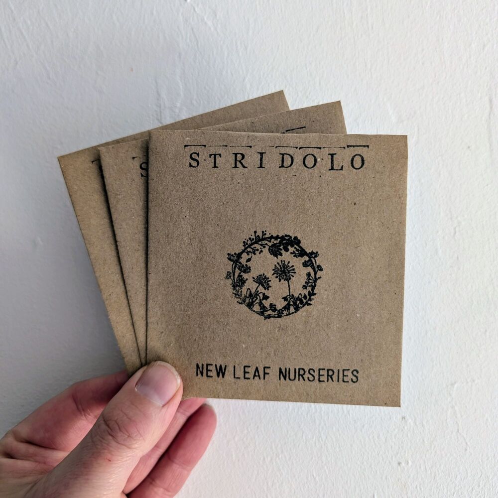 Stridolo Seeds *New For 2025*
