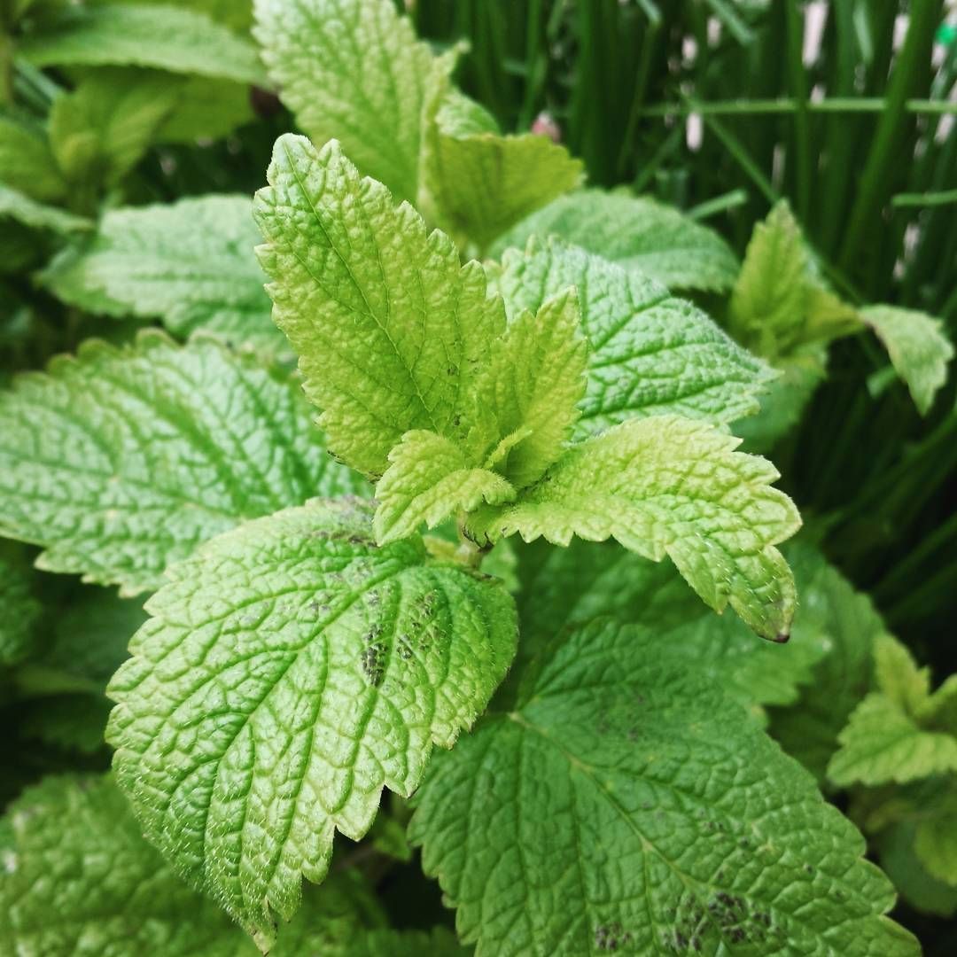 Lemon Balm Seeds