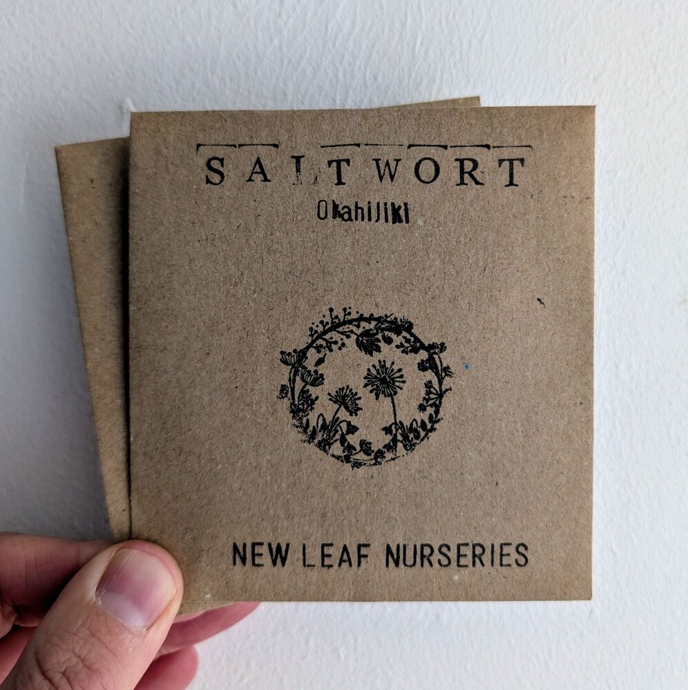 Saltwort, Japanese 'Okahijiki' *New For 2025*