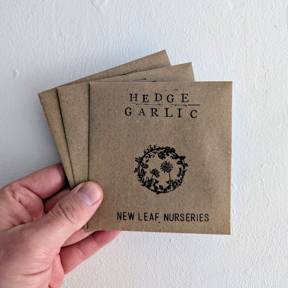 Hedge Garlic Seeds *New For 2025*