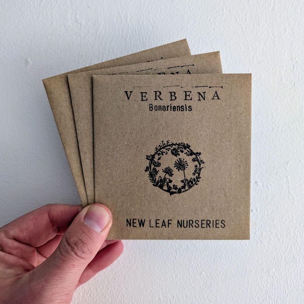 Verbena Bonariensis Seeds *New for 2025*