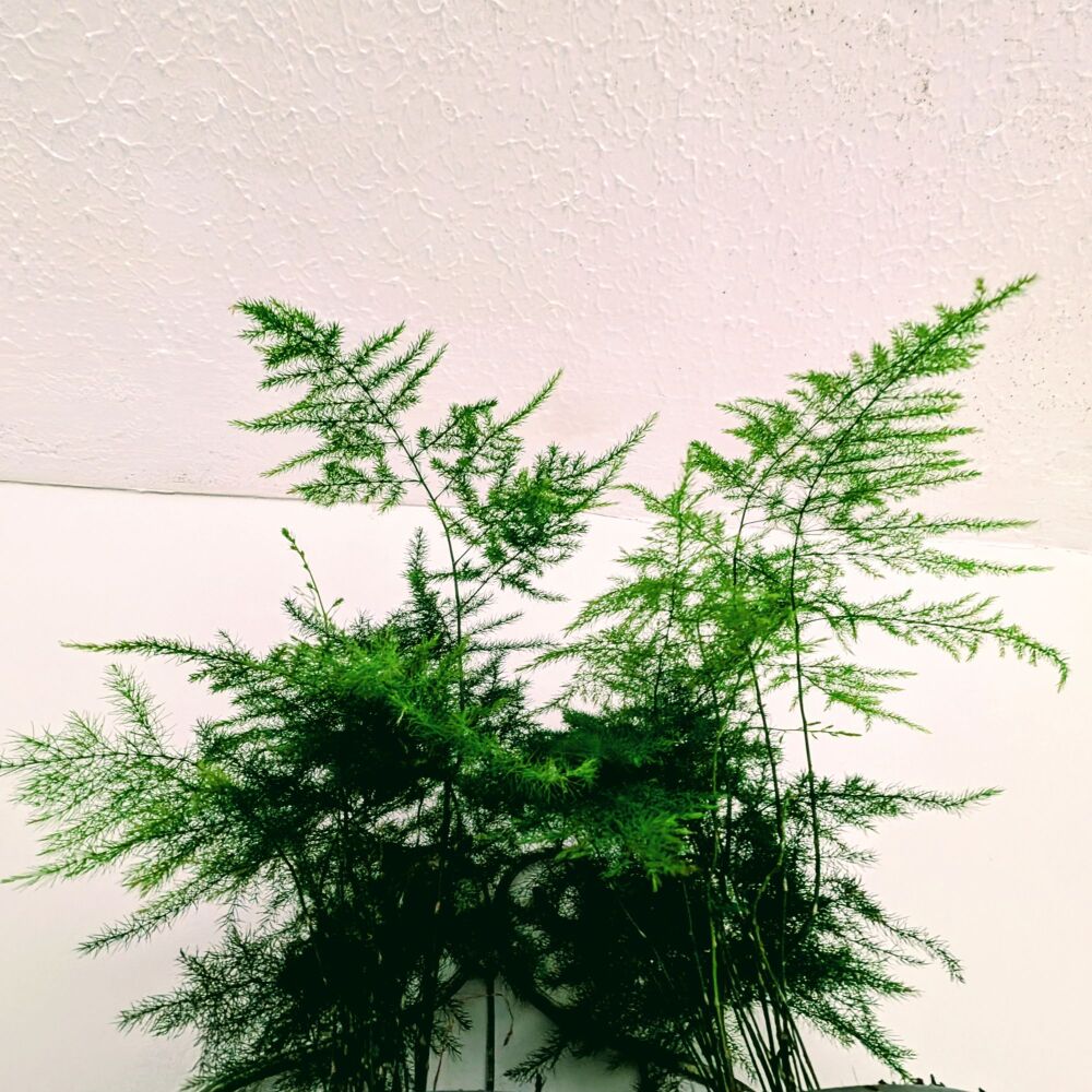 Asparagus Fern Seeds