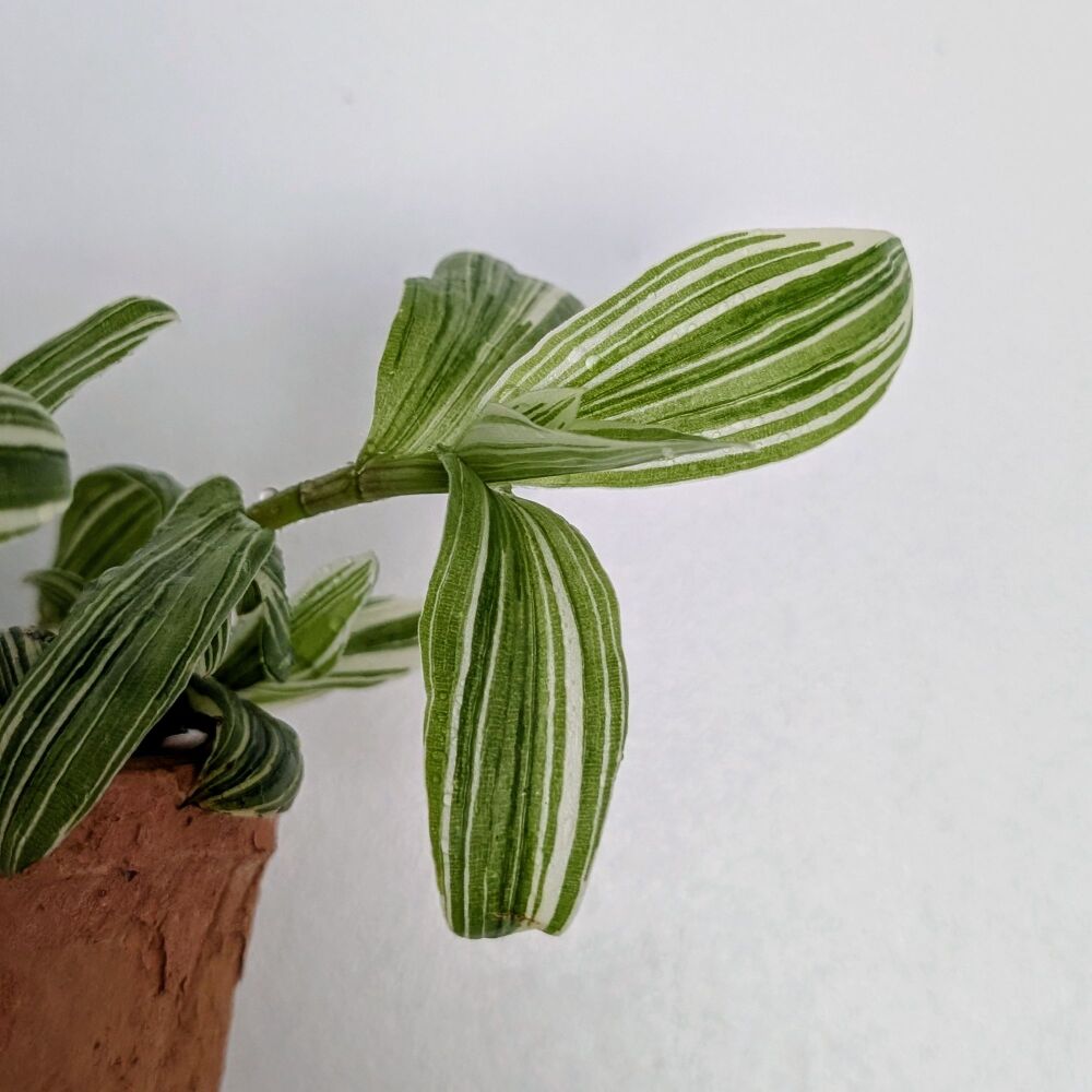 Tradescantia variegata Plant