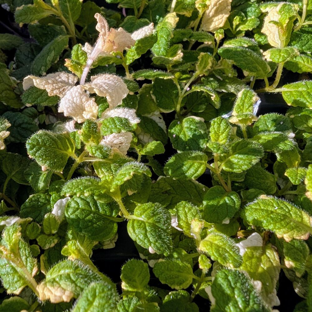 Mint, Variegated Plant (Pre-Order Ready Early May)