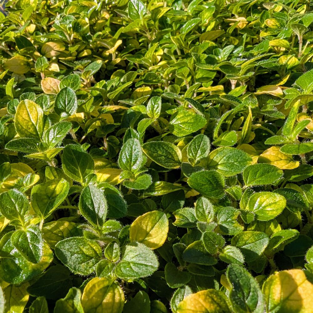 Oregano, Variegated Plant (Pre-Order)