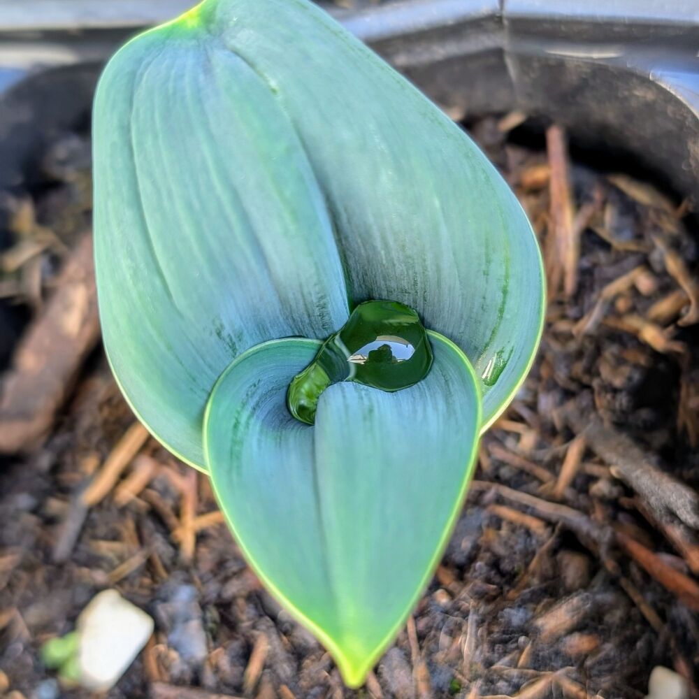 Allium 'Ivory Queen' Plant