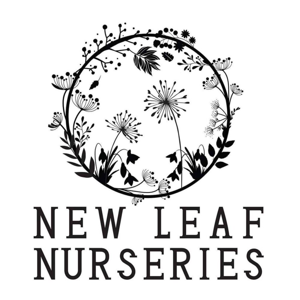 Strawberry 'Pegasus' Plant (Pre-Order)