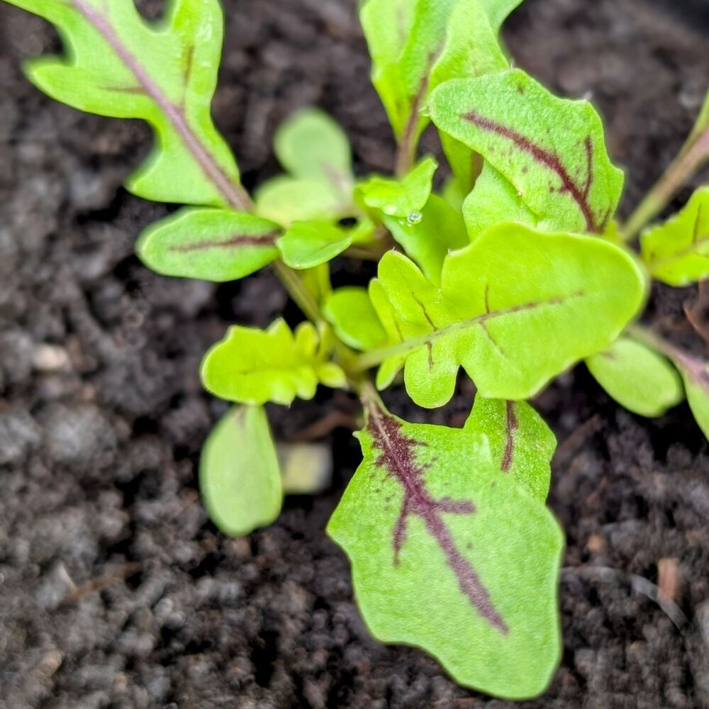Rocket, Wild 'Dragon's Fire' Plant