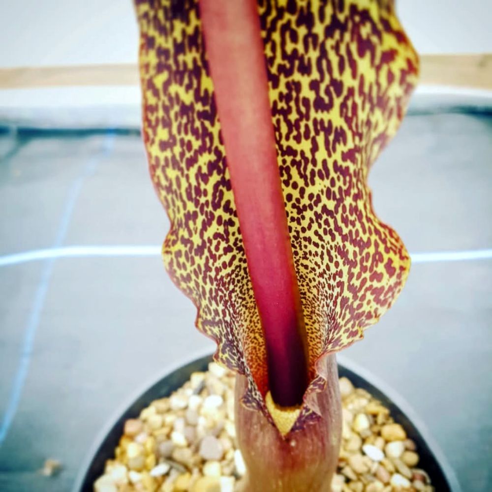 Sauromatum