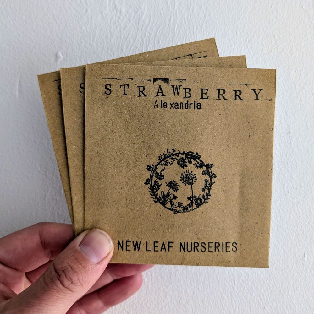 Strawberry 'Alexandria' Seeds