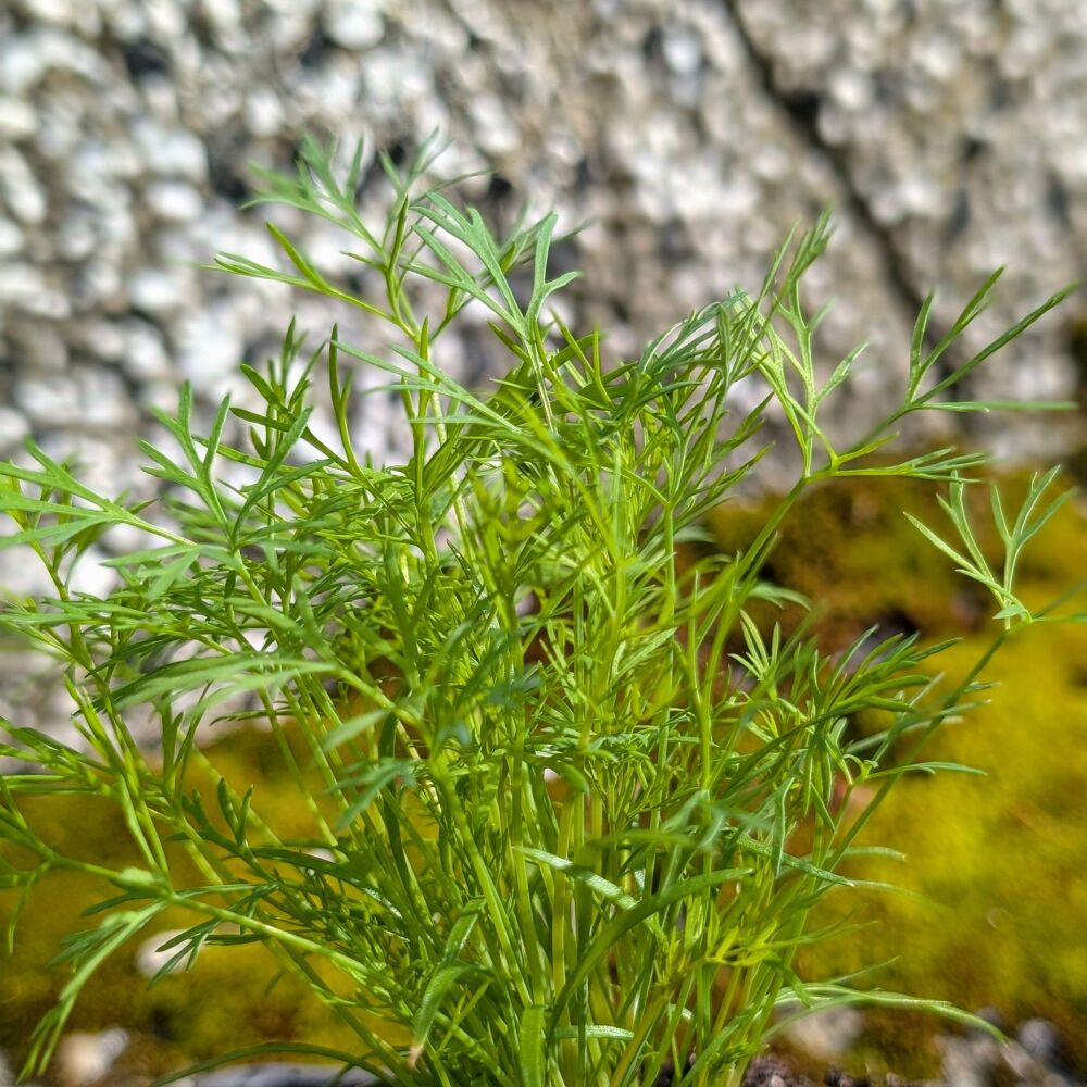 Dill Plant