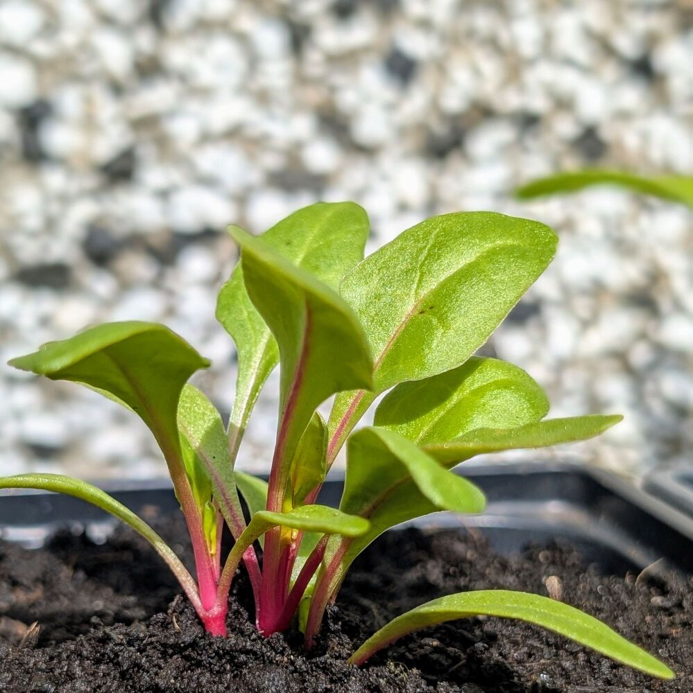 Chard 'Rosa' Seeds