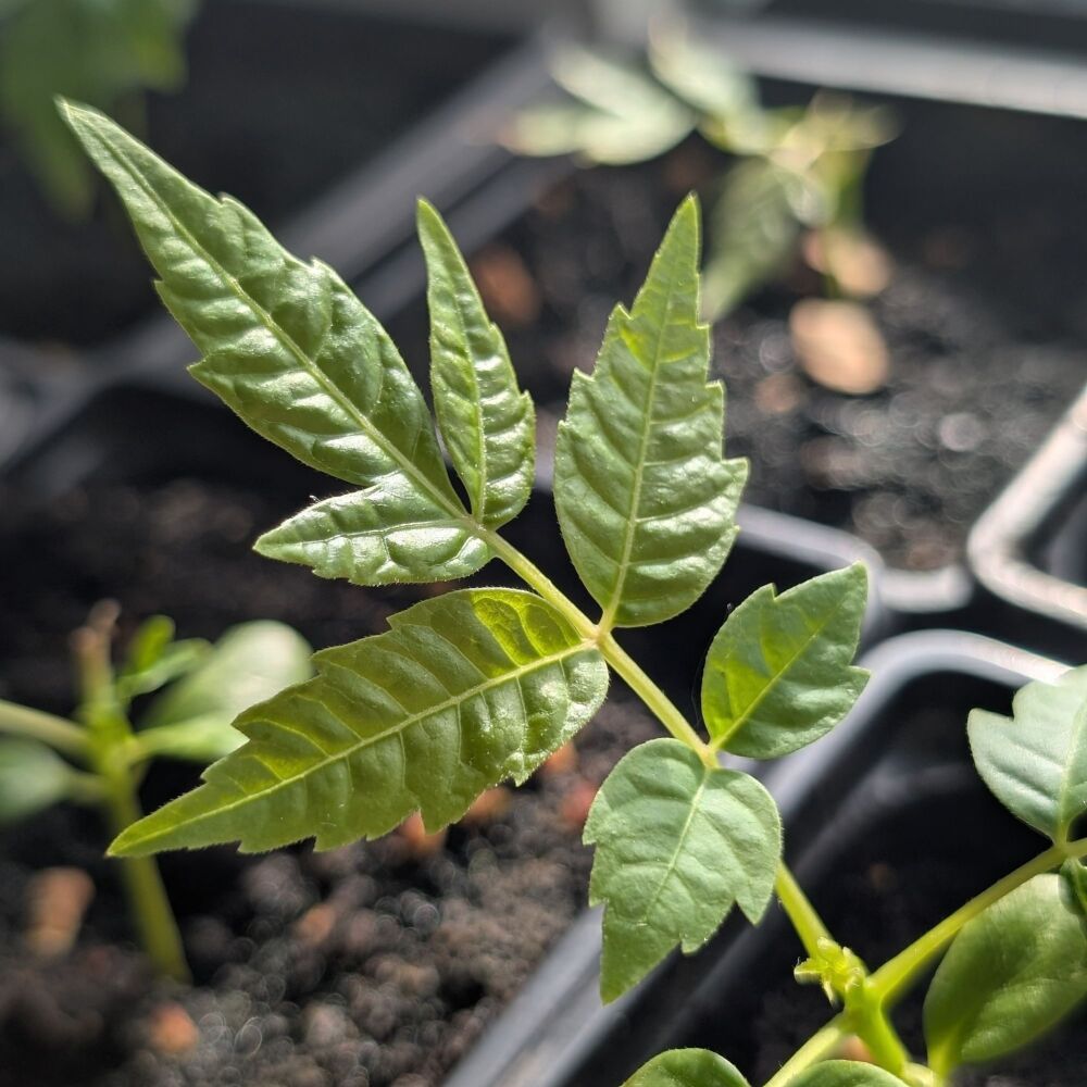Beef and Onion Tree Plant (Ready late May)