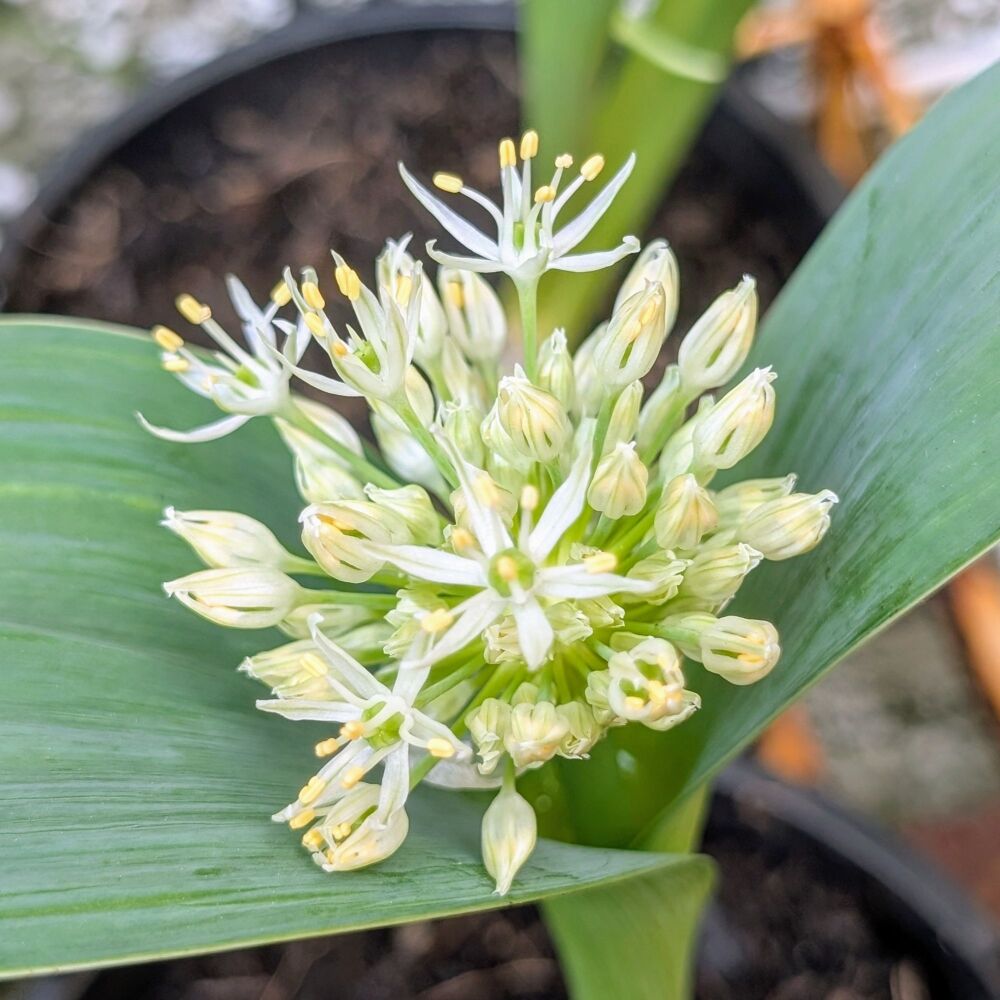 Allium 'Ivory Queen' Plant