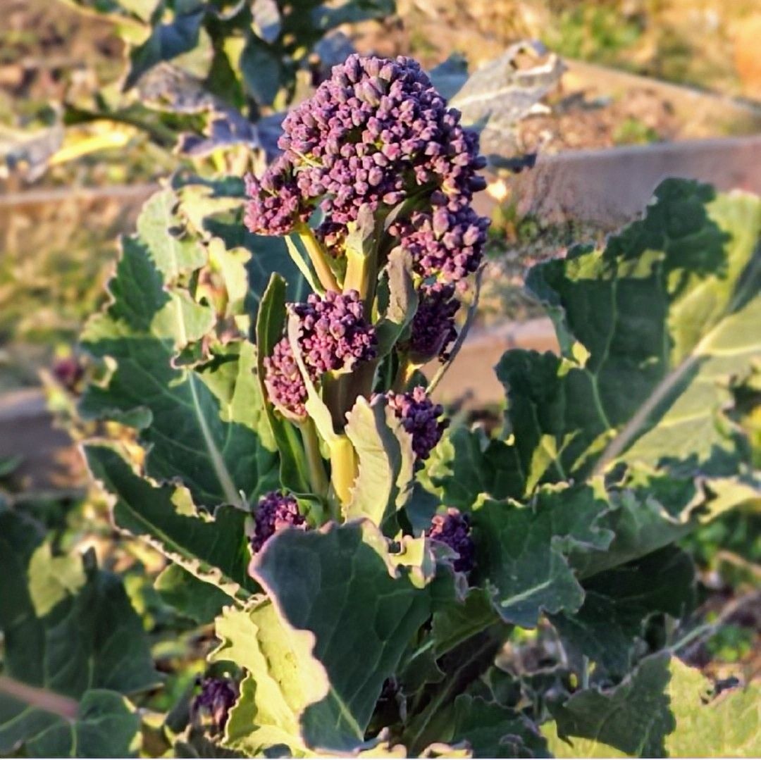 Broccoli 'Early Purple Sprouting' Plant