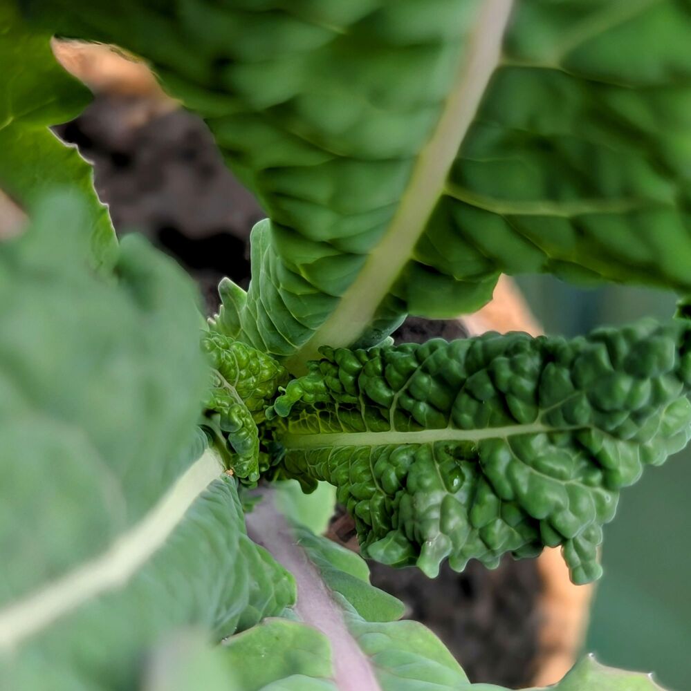 Kale 'Nero di Toscana' Seeds