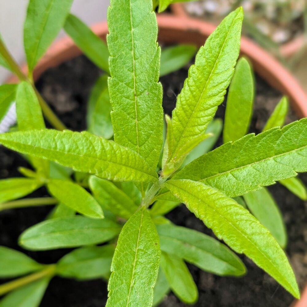 Spearmint Verbena Plant