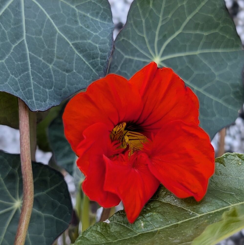 Nasturtium, Empress of India Plant