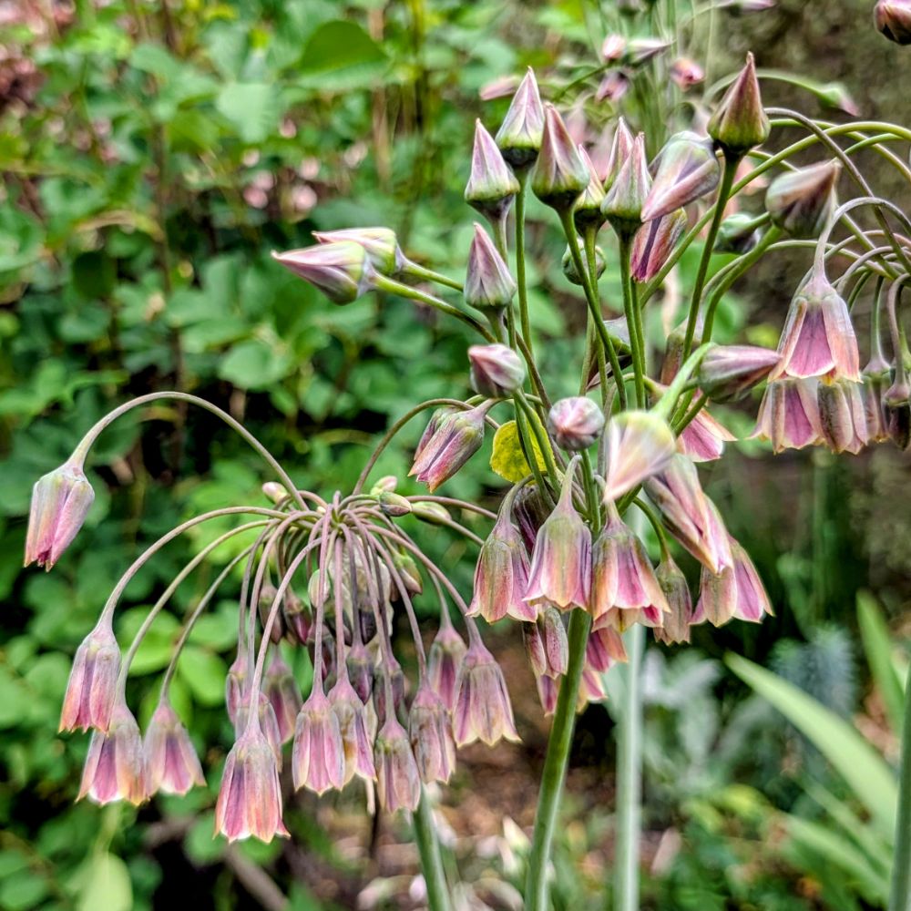 Nectaroscordum