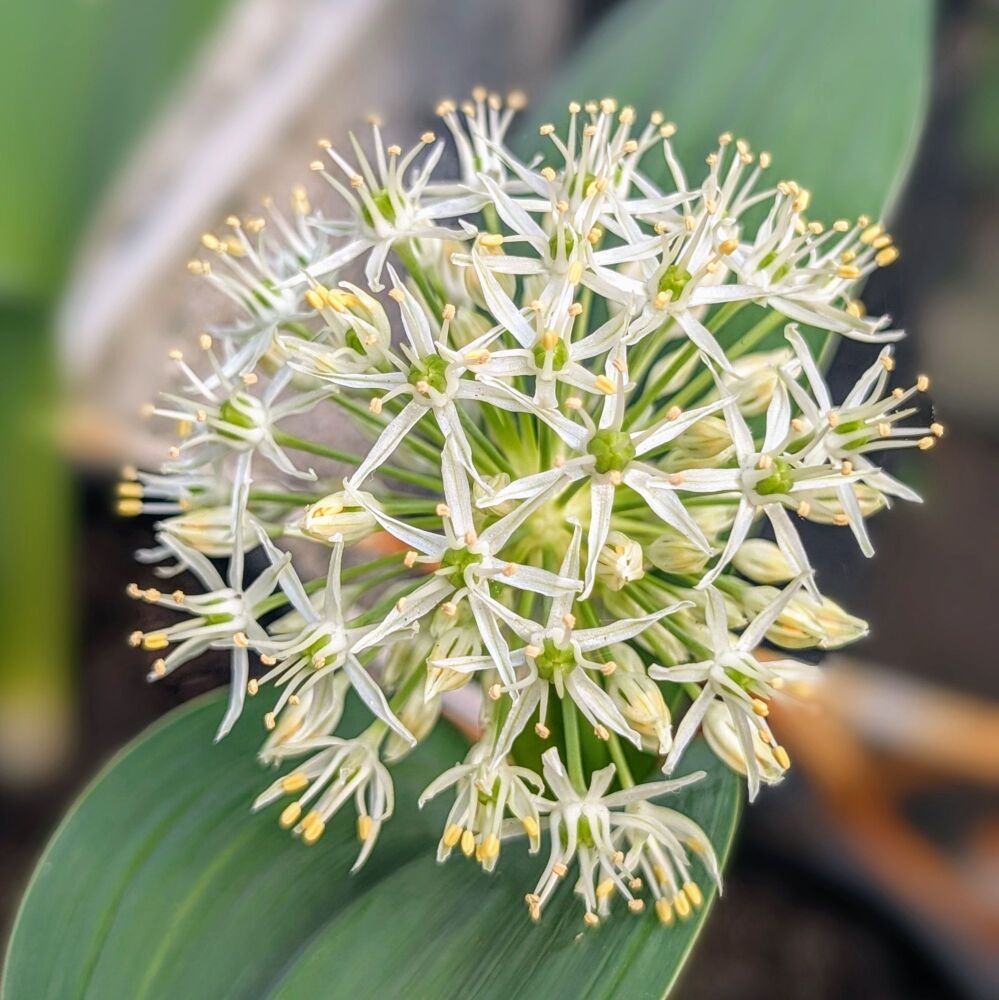 Allium karativiense 'Ivory Queen' Plant (Pre-Order)